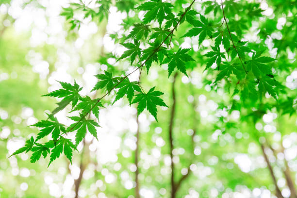 istock Green leaves of Japanese maple 1024087354