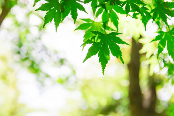 istock Green leaves of Japanese maple 1024087356