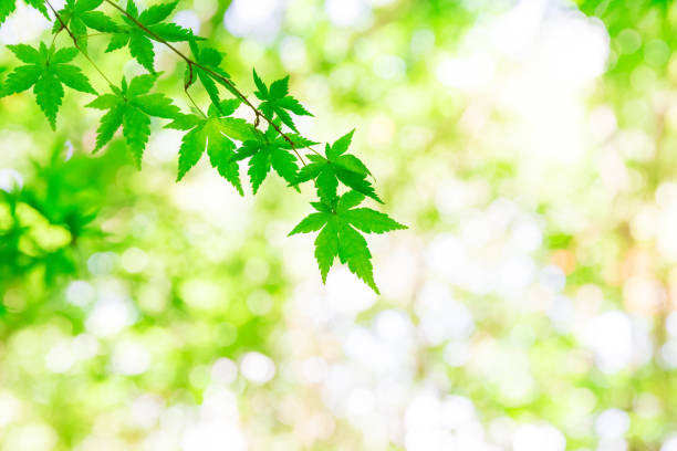 istock Green leaves of Japanese maple 1024087372