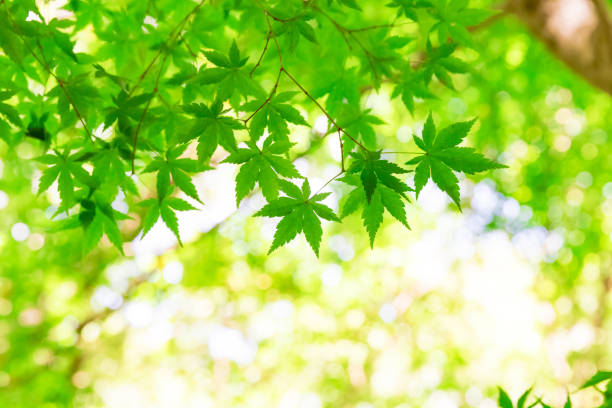 緑の葉イロハモミジ - japanese maple ストックフォトと画像