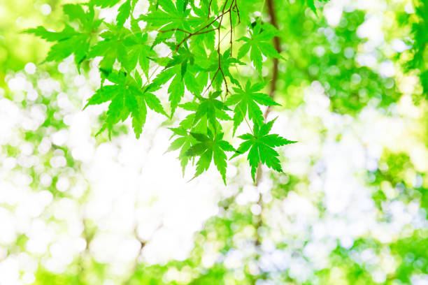 istock Green leaves of Japanese maple 1024087428