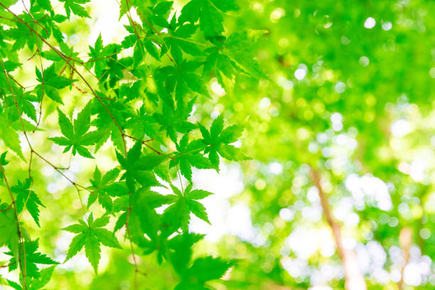 istock Green leaves of Japanese maple 1024087460
