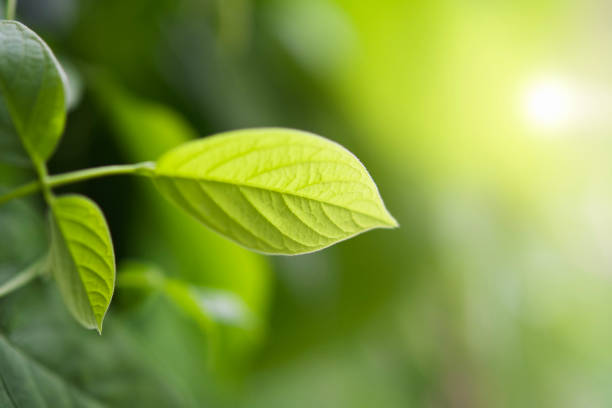 istock green leaf with morning light background in nature 1024087490