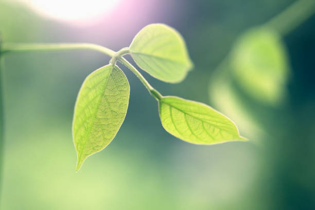 istock green leaf with morning light background in nature 1024087492