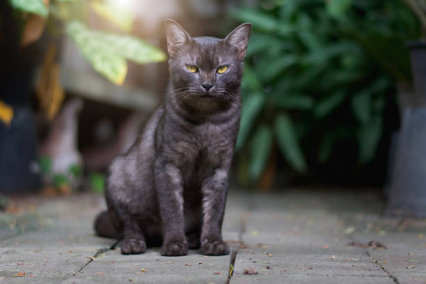 istock young cat black Thai sitting on concrete 1024087642