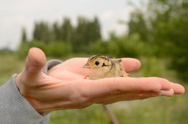 A small chick sits on the person's hands close-up on a blurred background of trees.