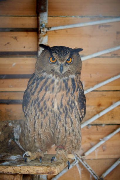 istock Beautiful impressive owl in the aviary. 1024088378