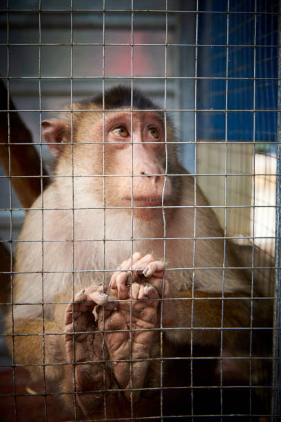 un pequeño mono triste en una jaula. - mono primate fotografías e imágenes de stock