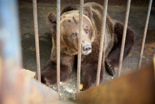 niedźwiedź w wolierze. utrzymanie dzikich zwierząt w niewoli. - circus animal zdjęcia i obrazy z banku zdjęć