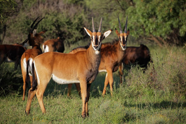 istock Sable antelopes in natural habitat 1024092720