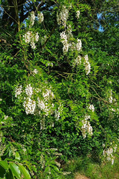 цветущая черная саранча - locust tree black robinia стоковые фото и изображения