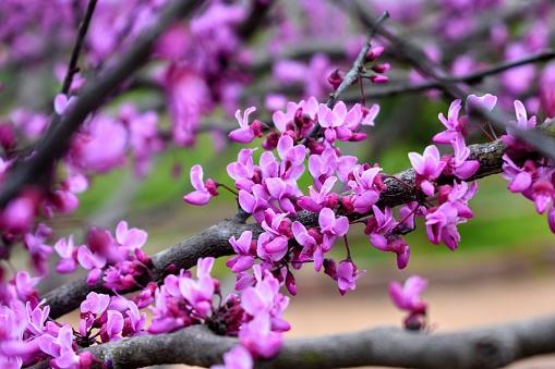 A redbud tree blooms during springtime in the Texas hill country.