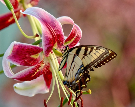 Yellow Swallowtail Butterfly feeding on a pink day lily, closeup, macro, blurred background