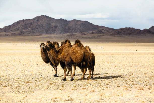 camels in the steppes of mongolia. - bactrianus imagens e fotografias de stock