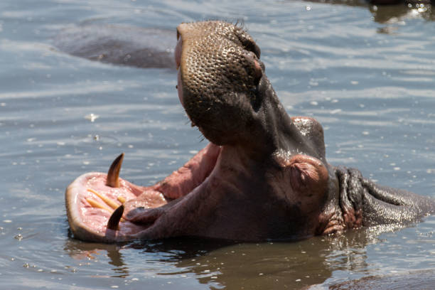 istock Hippo pool Tanzania 1024096142