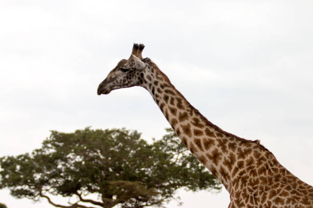 istock Giraffe Serengeti Tanzania 1024096146