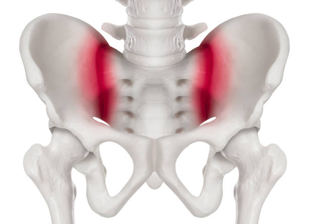 la pelvis humana vista anterior rojo resalte en dolor común sacroiliaco 3d área médica y biomédica ilustración - salud-humana anatomía y concepto médico-aislados en fondo blanco. - sacrum fotografías e imágenes de stock