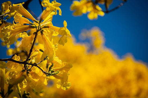 Photo of yellow Ipê in the middle of flowering season, in the background you can see another yellow Ipê tree.