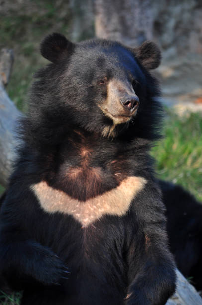 Asiatic black bear stock photo