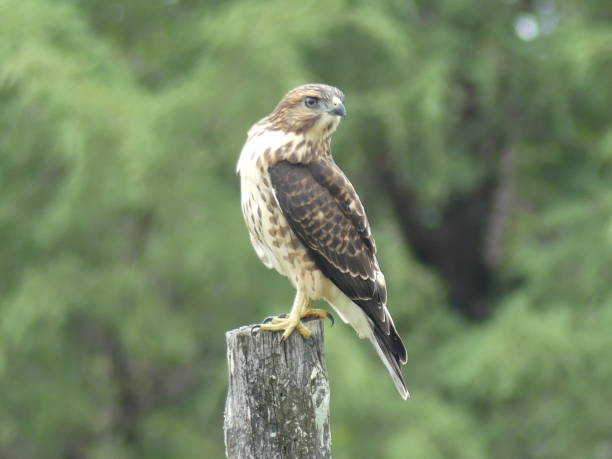 istock Broad-Winged Hawk on wooden post hunting. 1024105660