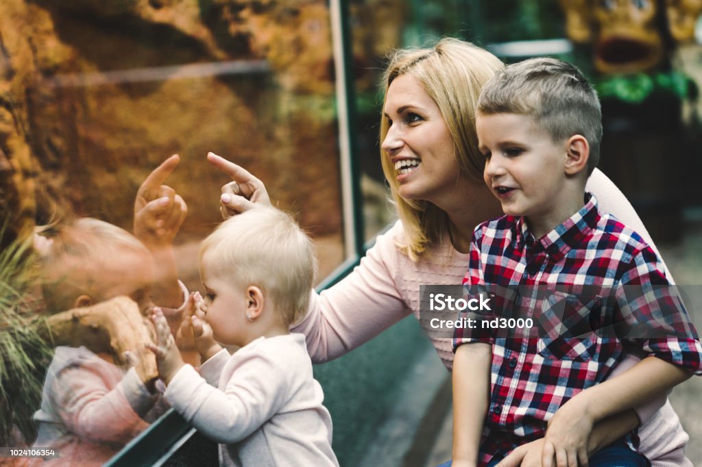 Mother with her sons looking at turtle in zoo Mother with her kids looking at reptiles in zoo Zoo Stock Photo