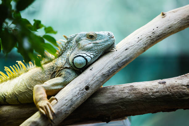 istock Green iguana climbing on a branch, close-up 1024106500