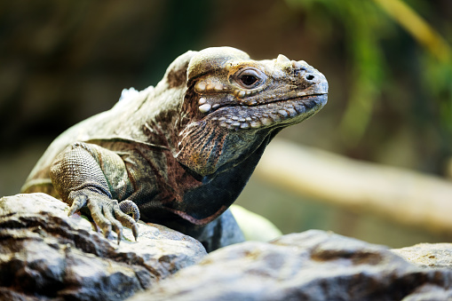 Closeup of beautiful green Iguana on branch