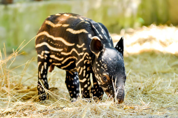 Baby malayan tapir stock photo