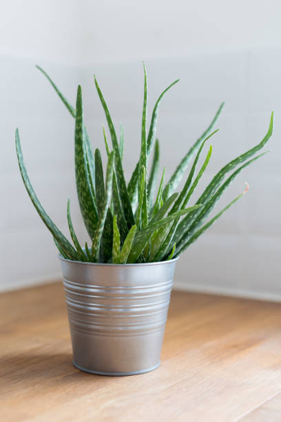 istock Aloe Vera plant pot 1024109430