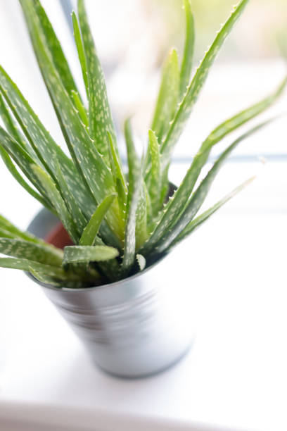 istock Aloe Vera plant pot 1024115886