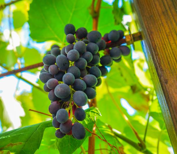 istock Growing grapes on a plant 1024116246