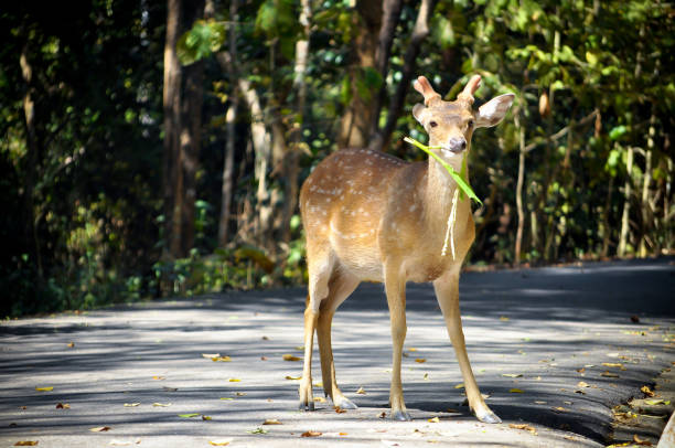 istock Young male sika Deer 1024116498