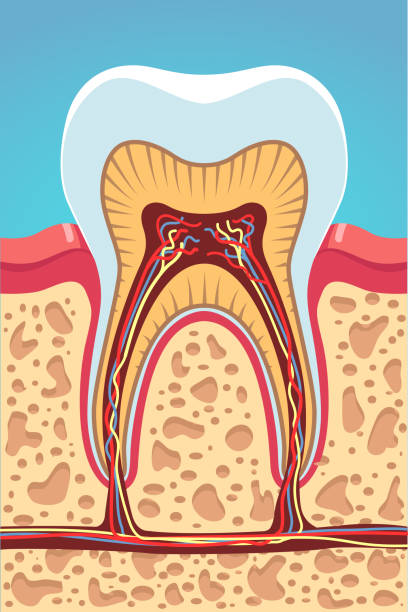 ilustrações de stock, clip art, desenhos animados e ícones de structure cross section of grinder tooth showing enamel, dentine, pulp, nerves, root canals. infographic poster. dentist visual aid. flat isolated vector - human teeth dental hygiene anatomy diagram