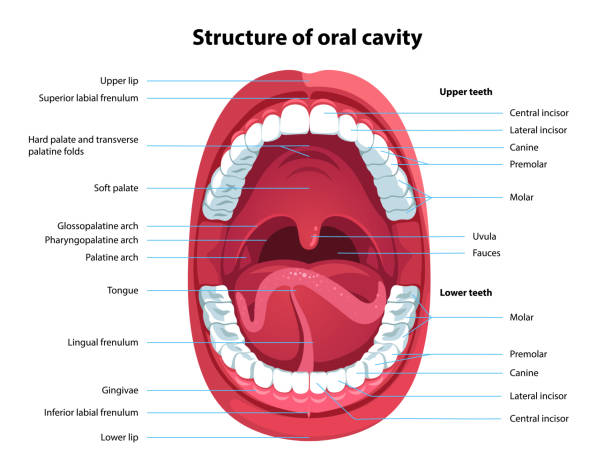 Human open mouth and oral cavity anatomy structure model with captions. Infographic design for educational poster. Flat isolated vector Structure of oral cavity. Human mouth anatomy model with captions. Infographic design for educational poster. Open mouth anatomy and dentistry. Flat style isolated vector visual aid illustration low section stock illustrations