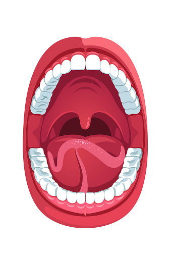 Oral cavity. Human open mouth anatomy model. Infographic design for educational poster. Open mouth anatomy and dentistry. Flat style isolated vector visual aid illustration