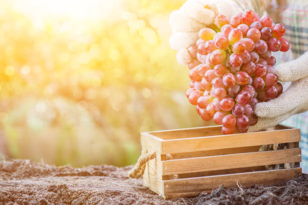 Gardeners picking grape in the farm.Fall harvest cornucopia.Autumn season with fresh fruit.