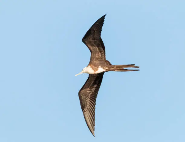 magnificent frigate bird flying