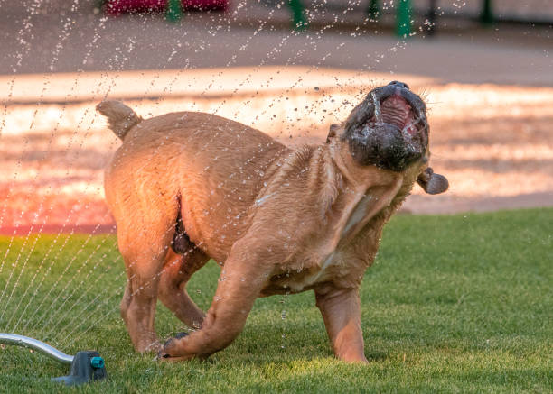 istock Blind puppy playing in a sprinkler 1024123860