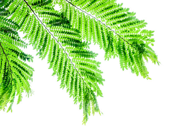 istock close up Green leaf patten for background. Fresh  green  leaves. Isolate on white background. 1024127570