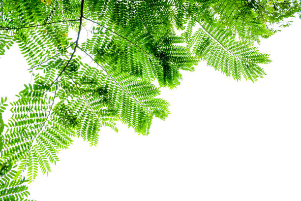 close up Green leaf patten for background. Fresh  green  leaves. Isolate on white background.