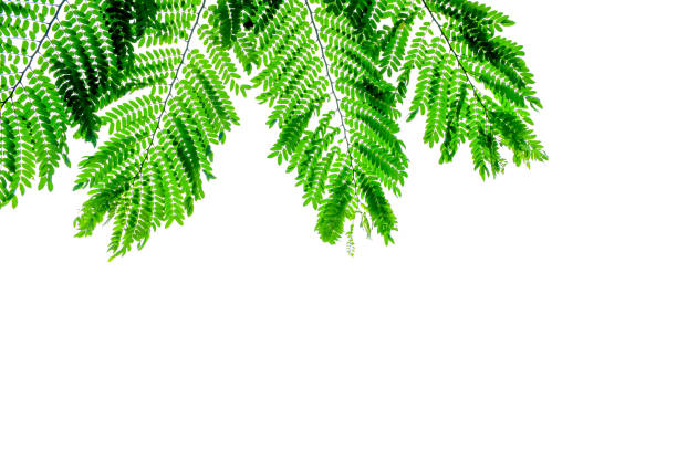 istock close up Green leaf patten for background. Fresh  green  leaves. Isolate on white background. 1024127584