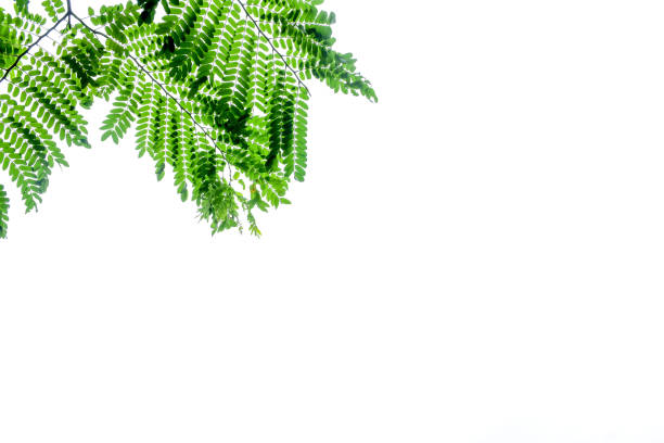 istock close up Green leaf patten for background. Fresh  green  leaves. Isolate on white background. 1024127592