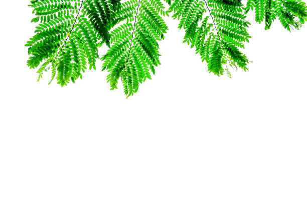 istock close up Green leaf patten for background. Fresh  green  leaves. Isolate on white background. 1024127604