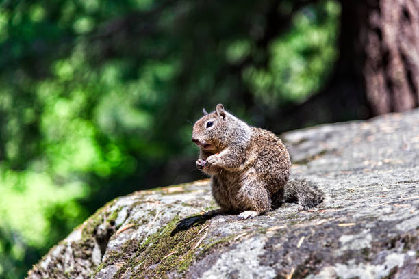 Squirrel in Yosemite National Park