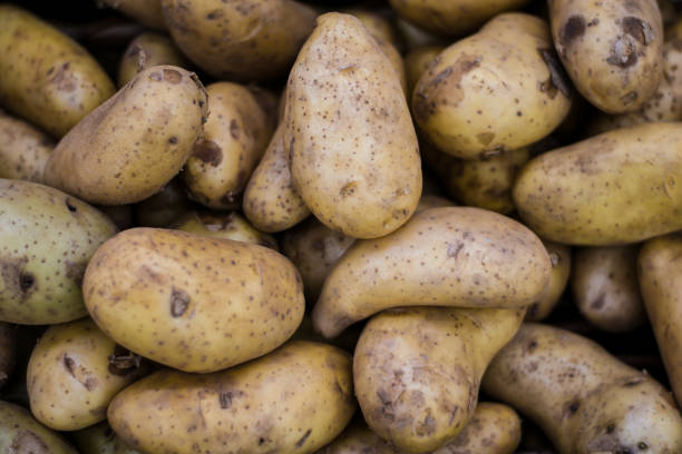 istock potatoes in The market. 1024129934