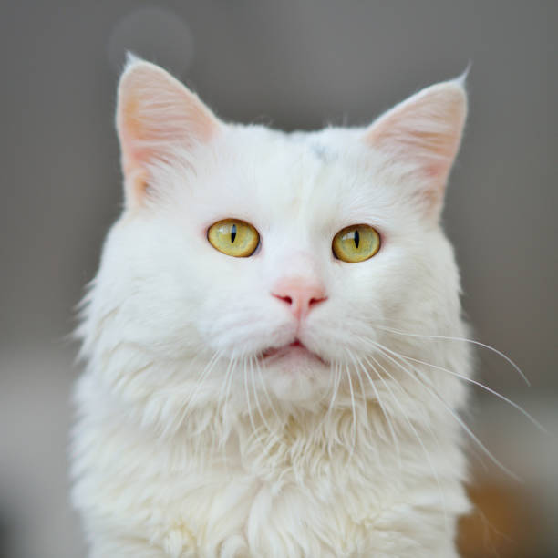 Close-up of a male white cat. This is a lion cat, the descendants of the Turkish Ankara cat.