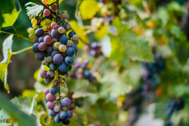 uvas en la vid - napa grape vineyard vine fotografías e imágenes de stock