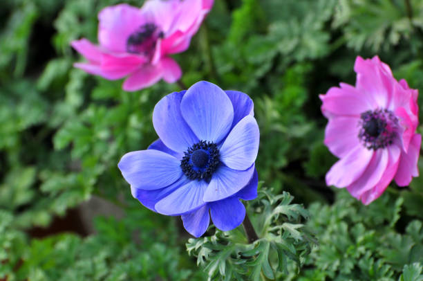 istock Beautiful Colorful Poppy 1024139024