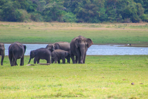 istock Indian Elephant Sri Lanka 1024139124