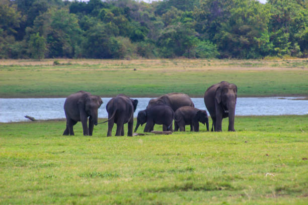istock Indian Elephant Sri Lanka 1024139356